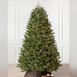 Árvore de Natal Abeto Fraser Imperial