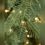 Árvore de Natal Abeto Catedral
