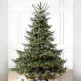 Árvore de Natal Abeto Europeu