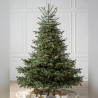 Árvore de Natal Abeto Europeu
