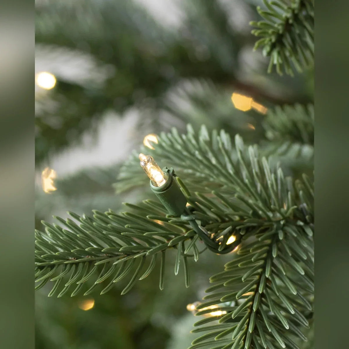 Árvore de Natal Abeto Europeu