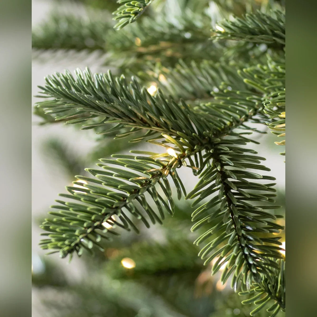 Árvore de Natal Abeto Europeu