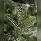 Árvore de Natal Abeto Europeu