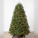 Árvore de Natal Abeto Fraser Imperial