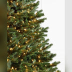 Árvore de Natal Abeto Fraser Imperial