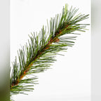 Árvore de Natal Grande Abeto Norueguês