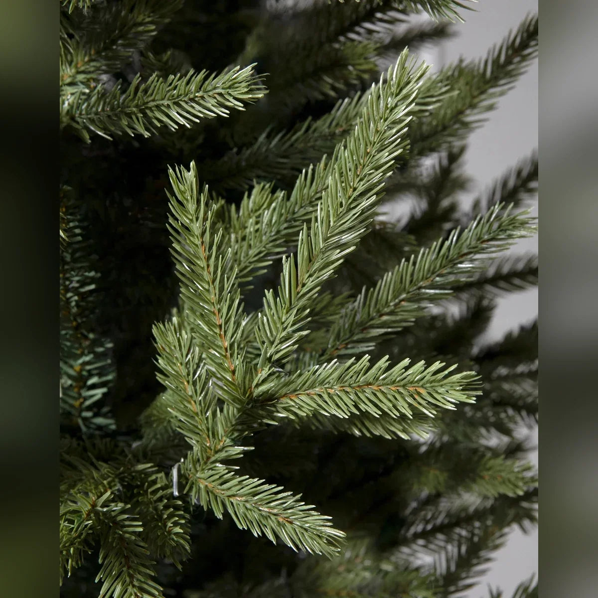 Árvore de Natal Pinheiro Norueguês do Norte